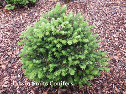 Abies koreana 'Horstmann'